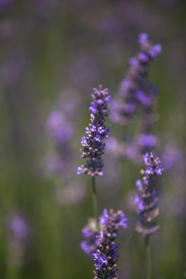 Lavender by the Farm, Long Island