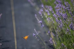 Lavender by the Farm, Long Island